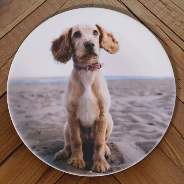 Plato foto mascota - Imagen 3
