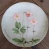 DELIA - Anemone